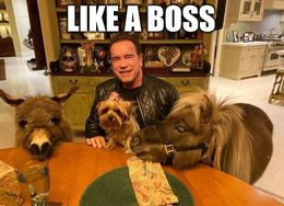 Boss funny memes